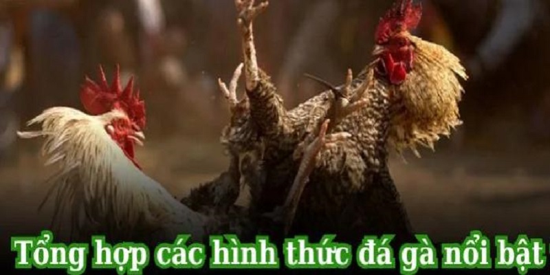 Đá gà 8KBET và một số hình thức đáng trải nghiệm